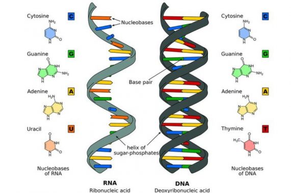 √ RNA (Ribonucleic Acid) : Pengertian, Fungsi, Jenis, Ciri dan Struktur Terlengkap
