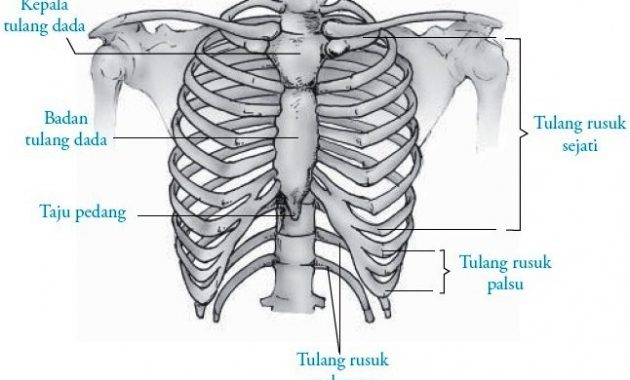 √ Tulang Rusuk : Pengertian, Fungsi, Gambar dan Struktur Terlengkap