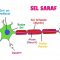 √ Sel Saraf : Pengertian, Fungsi, Ciri, Jenis, Struktur dan Bagian Terlengkap