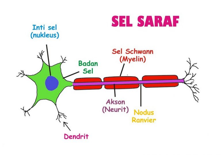 Apa Fungsi Sistem Saraf Homecare