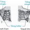 √ Tulang Selangka : Pengertian, Fungsi, Perlekatan Otot dan Letak Terlengkap