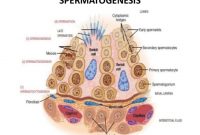 √ Spermatogenesis : Pengertian, Faktor, Tahapan dan Fungsi Terlengkap
