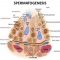 √ Spermatogenesis : Pengertian, Faktor, Tahapan dan Fungsi Terlengkap