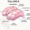 √ Talamus : Pengertian, Fungsi, Letak, Struktur dan Penyakit Terlengkap