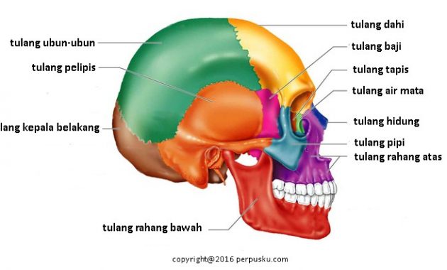 √ Tulang Tapis : Pengertian, Fungsi, Ciri dan Letak Terlengkap