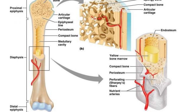 √ Tulang : Pengertian, Fungsi, Macam, Bentuk dan Struktur Terlengkap