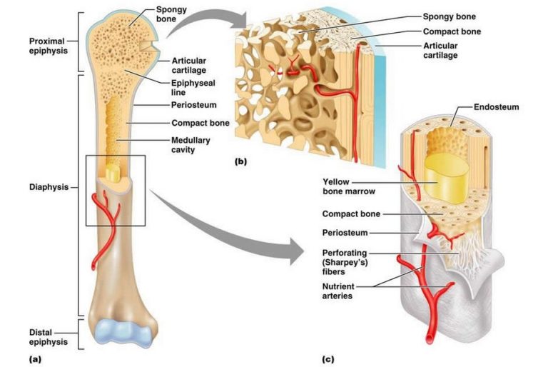 Tulang : Pengertian, Fungsi, Bentuk, Struktur, Macam & Prosesnya