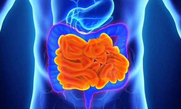 √ Usus Halus : Pengertian, Fungsi, Struktur, Enzim dan Bagian Terlengkap