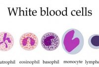 √ 5 Jenis - Jenis Leukosit ( Sel Darah Putih) Terlengkap
