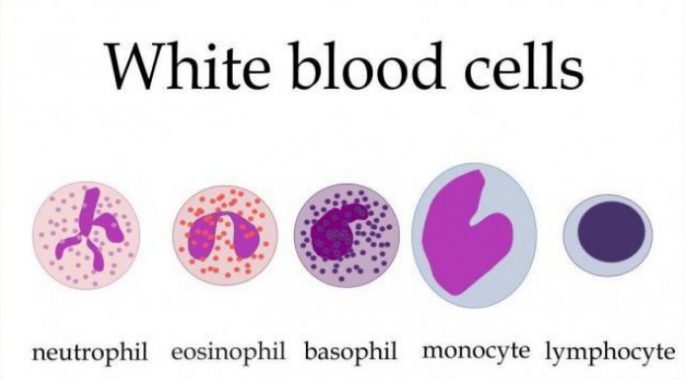 √ 5 Jenis - Jenis Leukosit ( Sel Darah Putih) Terlengkap