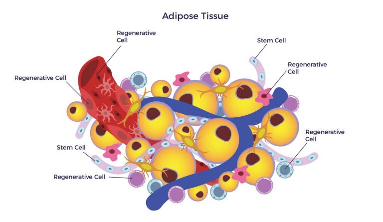 √ Sel Lemak (Adiposa) : Pengertian, Fungsi, Lokasi Ciri dan Strukturnya Terlengkap
