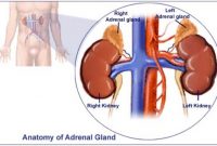 √ Kelenjar Adrenal : Pengertian, Fungsi, Kelainan dan Struktur Bagiannya Terlengkap