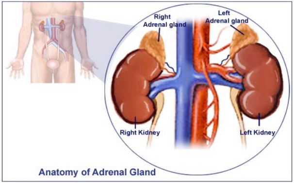 √ Kelenjar Adrenal : Pengertian, Fungsi, Kelainan dan Struktur Bagiannya Terlengkap