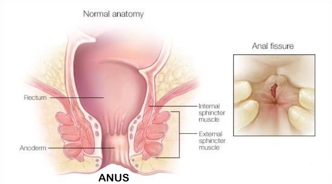 Fungsi anus dalam sistem pencernaan