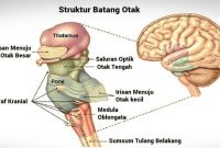 √ Batang Otak (Brainstem) : Pengertian, Fungsi dan Bagian Strukturnya Terlengkap
