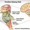 √ Batang Otak (Brainstem) : Pengertian, Fungsi dan Bagian Strukturnya Terlengkap