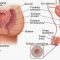 √ Epididimis : Pengertian, Fungsi, Struktur dan Bagian Terlengkap