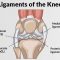 √ Ligamen : Pengertian, Fungsi, Struktur, Mekanisme dan Jenis Terlengkap