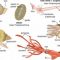 √ Mollusca : Pengertian, Ciri, Struktur, Klasifikasi dan Sistem Organnya Terlengkap