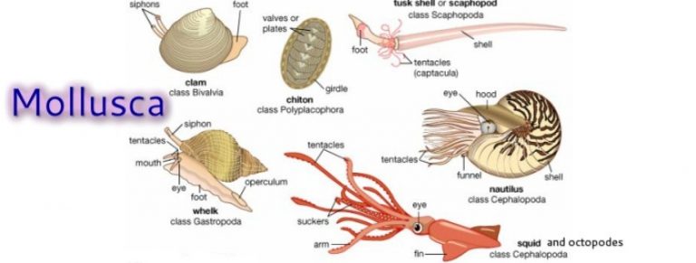 √ Mollusca : Pengertian, Ciri, Struktur, Klasifikasi dan Sistem Organnya Terlengkap