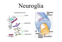 √ Sel Glia (Neuroglia) : Pengertian, Fungsi, Struktur dan Jenis Terlengkap