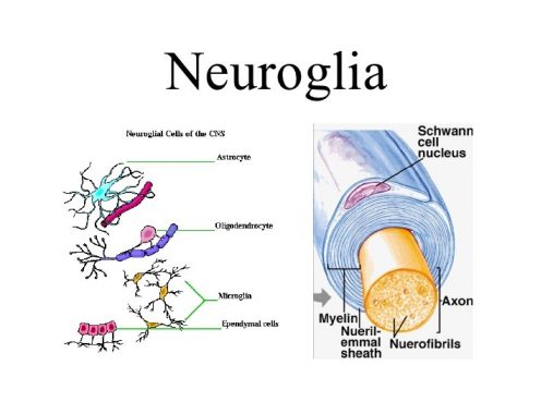 √ Sel Glia (Neuroglia) : Pengertian, Fungsi, Struktur dan Jenis Terlengkap
