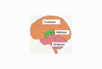 √ Otak Tengah (Midbrain) : Pengertian, Fungsi, Cara Kerja dan Bagian Strukturnya Terlengkap
