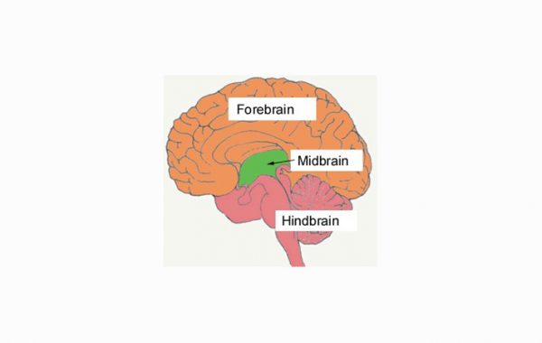 √ Otak Tengah (Midbrain) : Pengertian, Fungsi, Cara Kerja dan Bagian Strukturnya Terlengkap