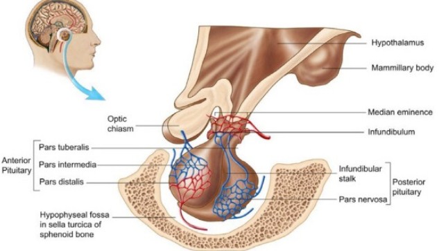 √ Kelenjar Pituitari (Hipofisis) : Pengertian, Fungsi dan Bagian Strukturnya Terlengkap