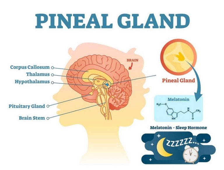 √ Kelenjar Pineal : Pengertian, Fungsi, Cara Kerja dan Bagian Strukturnya Terlengkap