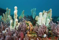√ Porifera : Pengertian, Ciri, Struktur, Klasifikasi dan Sistem Organ Terlengkap
