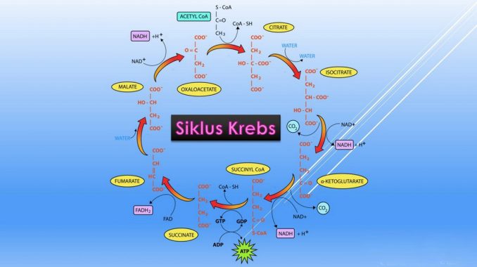 √ Siklus Krebs : Pengertian, Fungsi, Proses dan Tahapan Terlengkap