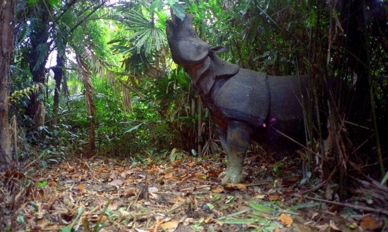 √ Hutan Suaka Alam : Pengertian, Ciri, Manfaat dan Contohnya Terlengkap