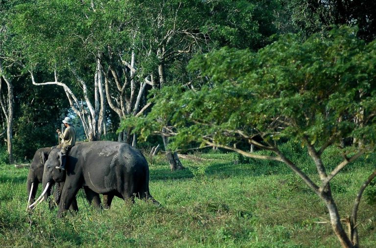 √ Taman Nasional : Pengertian, Ciri, Fungsi, Tujuan, Jenis dan Contohnya Terlengkap