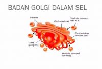 √ Badan Golgi : Pengertian, Sejarah, Fungsi, Struktur dan Cara Kerja Terlengkap