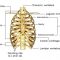 √ Tulang Dada : Pengertian, Fungsi, Susunan, Penyakit dan Gejalanya Terlengkap