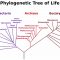 √ Filogenetik : Pengertian, Jenis, Klasifikasi dan Contohnya Terlengkap
