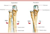 √ Tulang Hasta : Pengertian, Fungsi, Struktur, Otot, Sendi dan Bagiannya Terlengkap