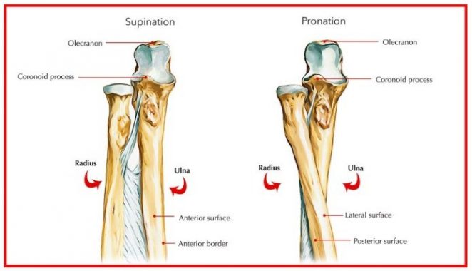 √ Tulang Hasta : Pengertian, Fungsi, Struktur, Otot, Sendi dan Bagiannya Terlengkap