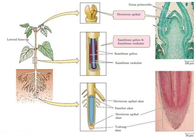 Gambar Struktur Jaringan Meristem