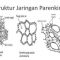 √ Jaringan Parenkim : Pengertian, Fungsi, Sifat, Ciri, Struktur, Jenis dan Bentuknya Terlengkap