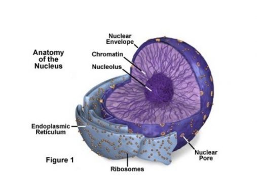 Fungsi nukleus pada sel eukariotik adalah sebagai pusat