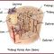 √ Tulang Keras : Pengertian, Fungsi, Ciri, Struktur, Bagian dan Jenis Terlengkap