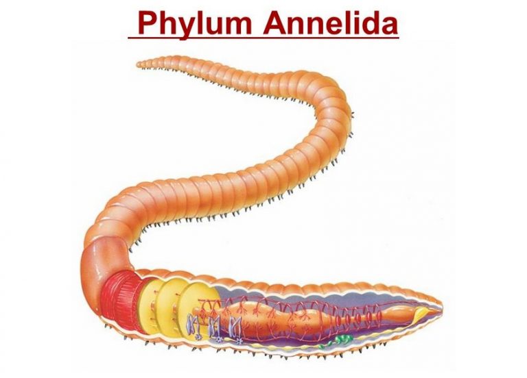 √ Annelida : Pengertian, Sistem Organ, Struktur, Ciri, Klasifikasi dan Peranan Terlengkap