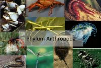 √ Arthropoda : Pengertian, Sistem Organ, Struktur, Klasifikasi dan Cirinya Terlengkap