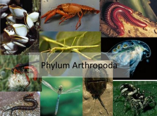 √ Arthropoda : Pengertian, Sistem Organ, Struktur, Klasifikasi dan Cirinya Terlengkap