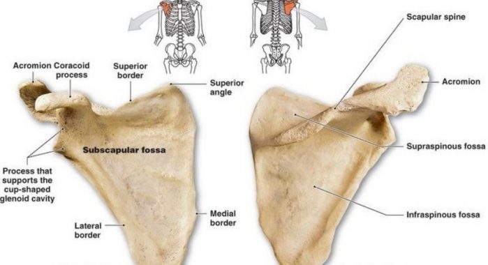 √ Tulang Belikat : Pengertian, Fungsi, Struktur, Bagian dan Batas Terlengkap