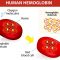 √ Hemoglobin (Hb) : Pengertian, Fungsi, Penyebab dan Struktur Terlengkap