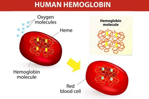 √ Hemoglobin (Hb) : Pengertian, Fungsi, Penyebab dan Struktur Terlengkap