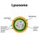 √ Lisosom : Pengertian, Fungsi, Pembentukan, Jenis dan Struktur Terlengkap